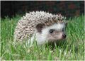 Hedgehog.jpg